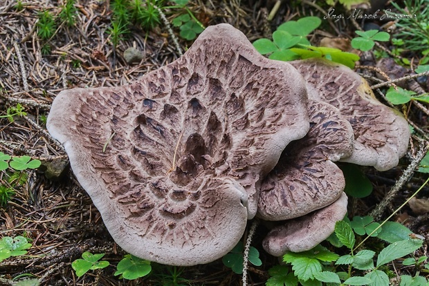 jelenkovec škridlicovitý Sarcodon imbricatus (L.) P. Karst.