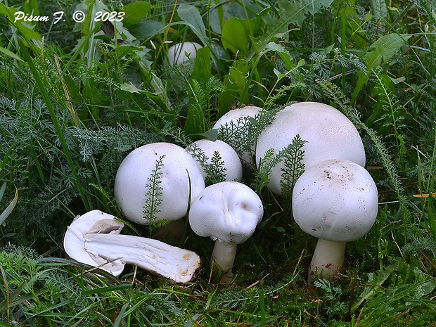 pečiarka páchnuca Agaricus xanthodermus Genev.