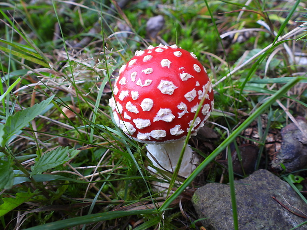 muchotrávka červená Amanita muscaria (L.) Lam.