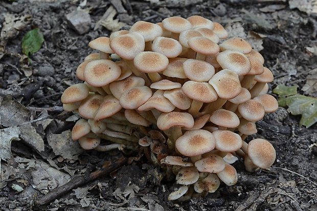 podpňovka bezprsteňová Armillaria socialis (DC.) Fayod