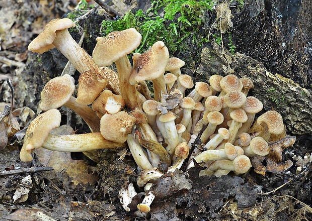 podpňovka bezprsteňová Armillaria socialis (DC.) Fayod