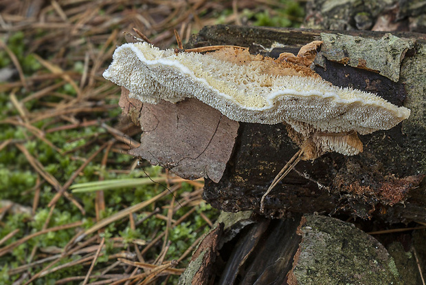 zubček teplomilný Climacodon pulcherrimus (Berk. & M.A. Curtis) Nikol.