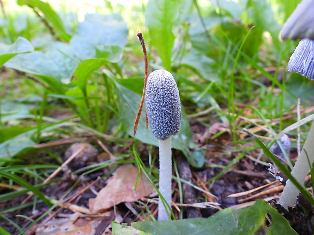 hnojník chlpatý Coprinopsis lagopus (Fr.) Redhead, Vilgalys & Moncalvo