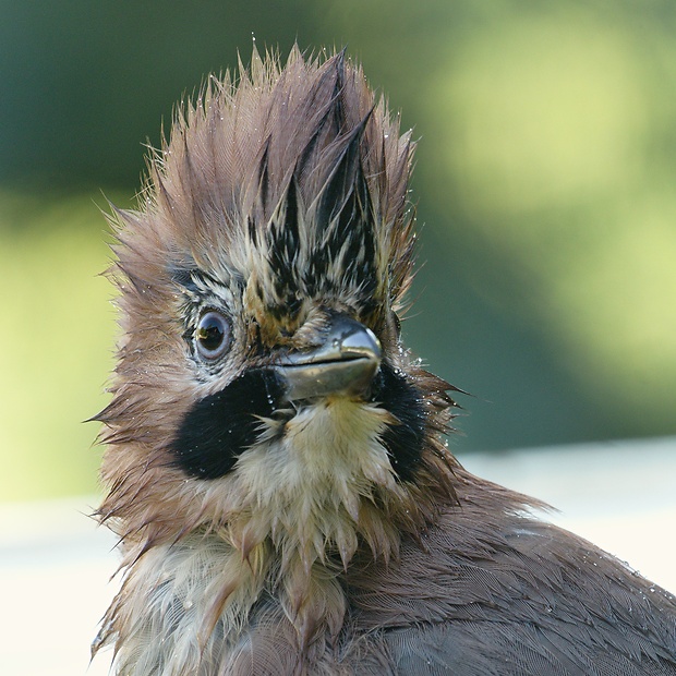 sojka obyčajná Garrulus glandarius