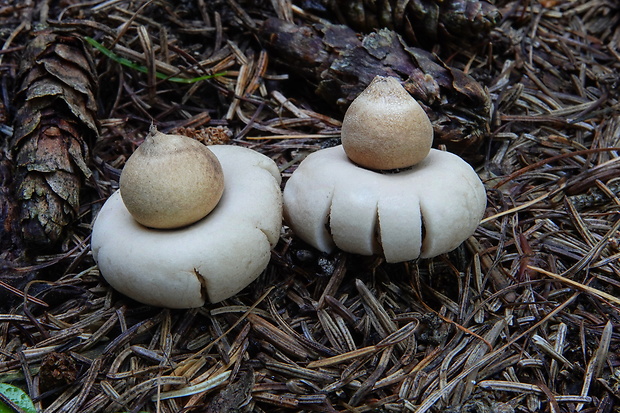 hviezdovka strapkatá Geastrum fimbriatum Fr.