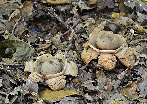 hviezdovka trojitá Geastrum triplex Jungh.