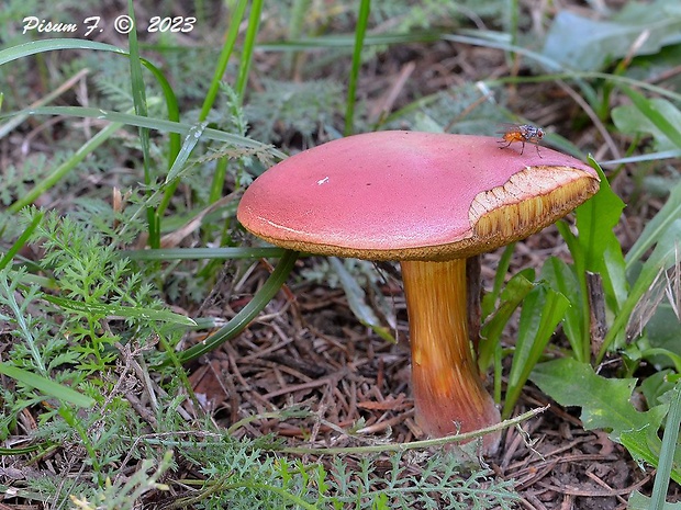 suchohríb karmínový Hortiboletus rubellus (Krombh.) Simonini, Vizzini & Gelardi