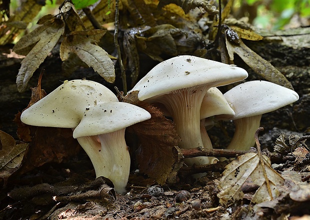 šťavnačka mydlová Hygrophorus cossus (Sowerby) Fr.