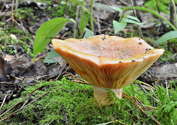 rýdzik pravý Lactarius deliciosus (L.) Gray