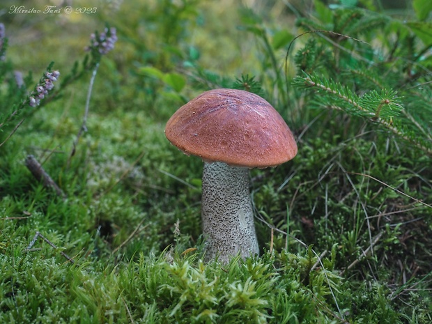 kozák smrekový Leccinum piceinum Pilát & Dermek