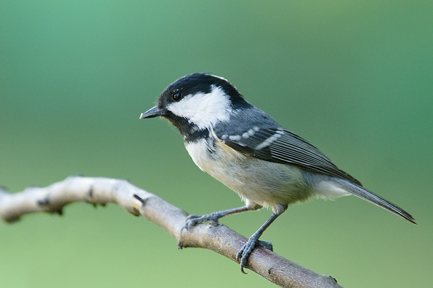 sýkorka uhliarka Periparus ater