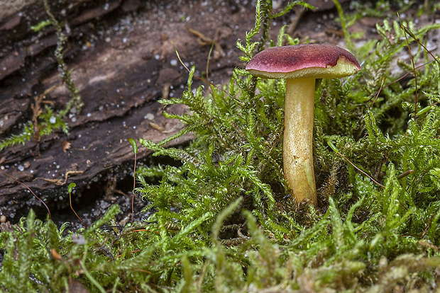 suchohríb Xerocomus sp.