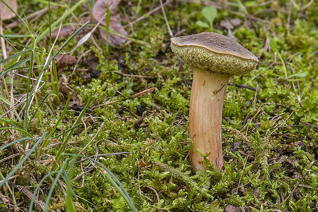 suchohríb Xerocomus sp.