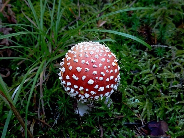 muchotrávka červená Amanita muscaria (L.) Lam.