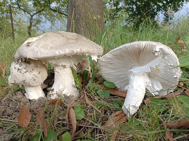 muchotrávka šiškovitá Amanita strobiliformis Gonn. & Rabenh.