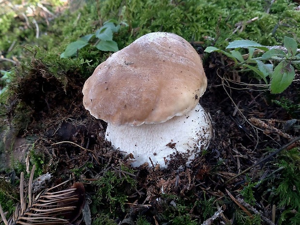 hríb smrekový Boletus edulis Bull.