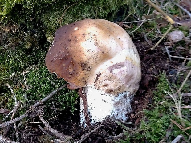 hríb smrekový Boletus edulis Bull.