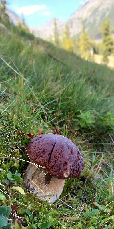 hríb smrekový Boletus edulis Bull.