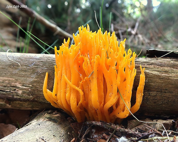 parôžkovec lepkavý Calocera viscosa (Pers.) Fr.