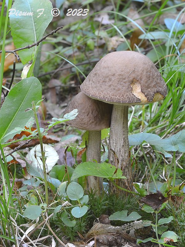 kozák hrabový Leccinum pseudoscabrum (Kallenb.) Šutara