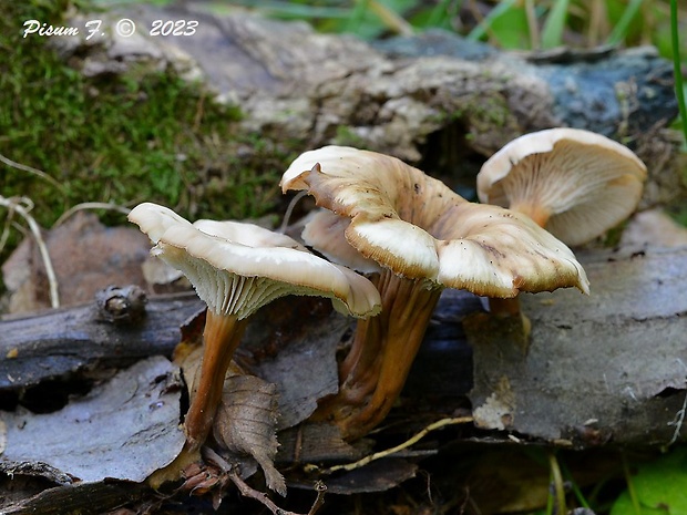 húževnatček ulitovitý Lentinellus cochleatus (Pers.) P. Karst.