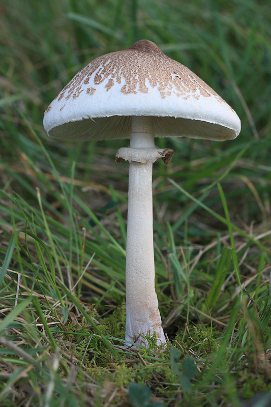 bedľa štíhla Macrolepiota mastoidea (Fr.) Singer