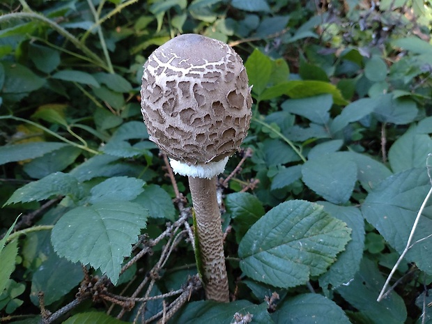 bedľa vysoká Macrolepiota procera (Scop.) Singer