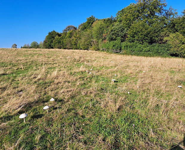 bedľa vysoká Macrolepiota procera (Scop.) Singer