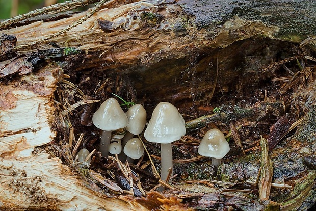 prilbička Mycena sp.