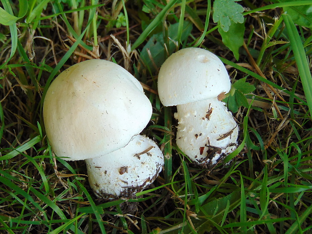 pečiarka Agaricus sp.