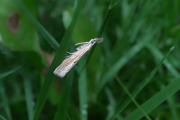 trávovec prúžkatý Agriphila inquinatella