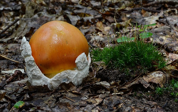 muchotrávka cisárska Amanita caesarea (Scop.) Pers.