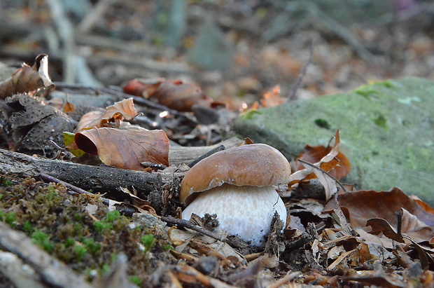 hríb smrekový Boletus edulis Bull.