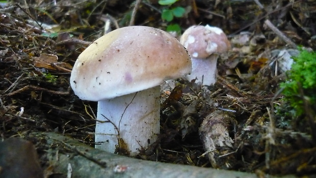 hríb smrekový Boletus edulis Bull.