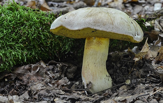 hríb striebristý Butyriboletus fechtneri (Velen.) D. Arora & J.L. Frank