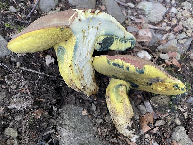 hríb sivoružový Butyriboletus roseogriseus (J. Šutara, M. Graca, M. Kolarík, V. Janda & M. Kríž) Vizzini & Gelardi