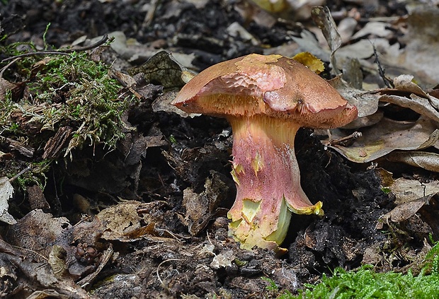 rubínovec obyčajný Chalciporus rubinus (W.G. Sm.) Singer