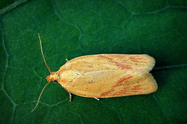 obaľovač palinový (sk) / obaleč pelyňkový (cz) Clepsis pallidana (Fabricius, 1776)