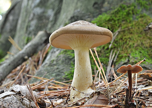 strmuľka hrabanková Clitocybe phyllophila