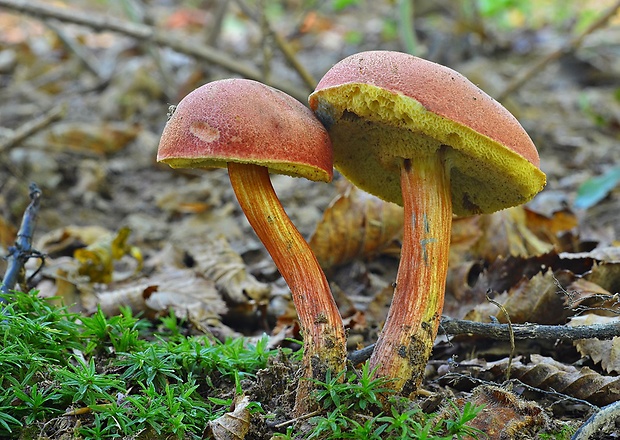 suchohríb karmínový Hortiboletus rubellus (Krombh.) Simonini, Vizzini & Gelardi