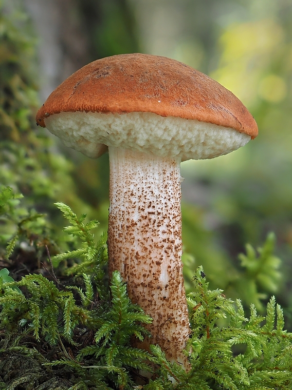 kozák dubový Leccinum aurantiacum (Bull.) Gray