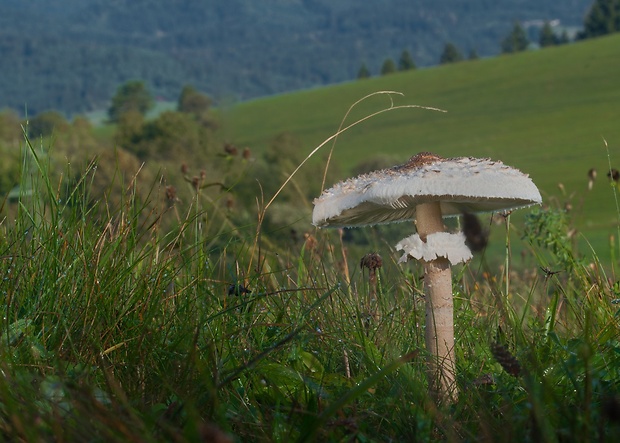 bedľa vysoká Macrolepiota procera (Scop.) Singer