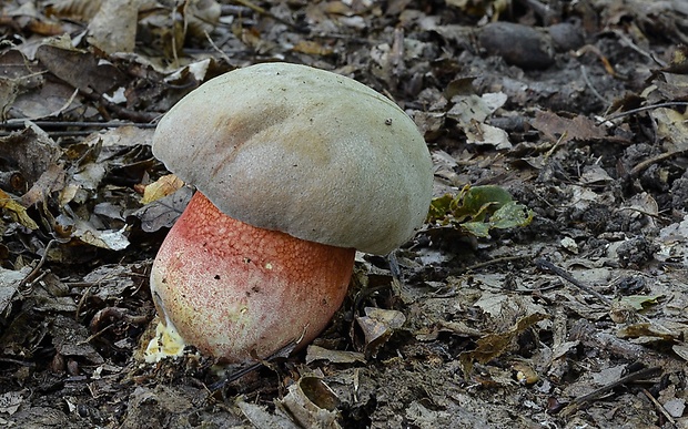 hríb Le Galovej Rubroboletus legaliae (Pilát & Dermek) Della Maggiora & Trassin.