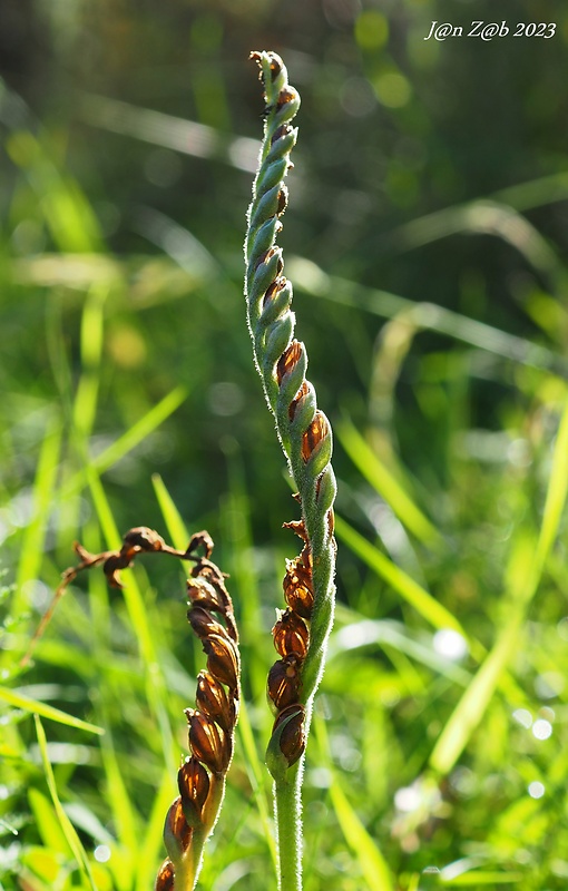 pokrut jesenný Spiranthes spiralis (L.) Chevall.