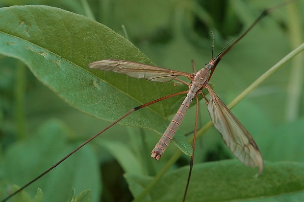 tipuľa kapustová ♂ Tipula oleracea Linnaeus, 1758