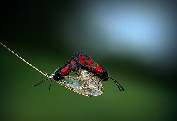 vretienka kozincová (sk) / vřetenuška kozincová (cz) Zygaena loti (Denis & Schiffermüller, 1775)