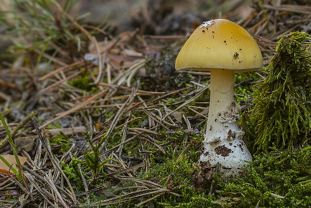 muchotrávka slamovožltá Amanita gemmata (Fr.) Bertill.