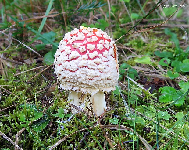 muchotrávka červená Amanita muscaria (L.) Lam.