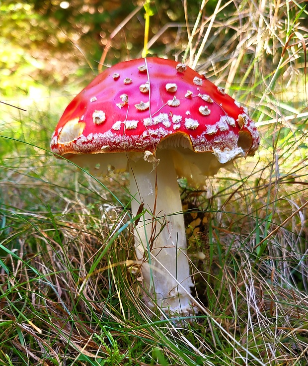 muchotrávka červená Amanita muscaria (L.) Lam.