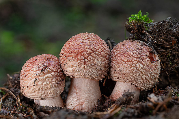 muchotrávka červenkastá Amanita rubescens Pers.